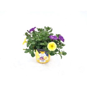 PETUNIA COSMIC DUO M17