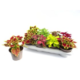 COLEUS MAIN STREET M13