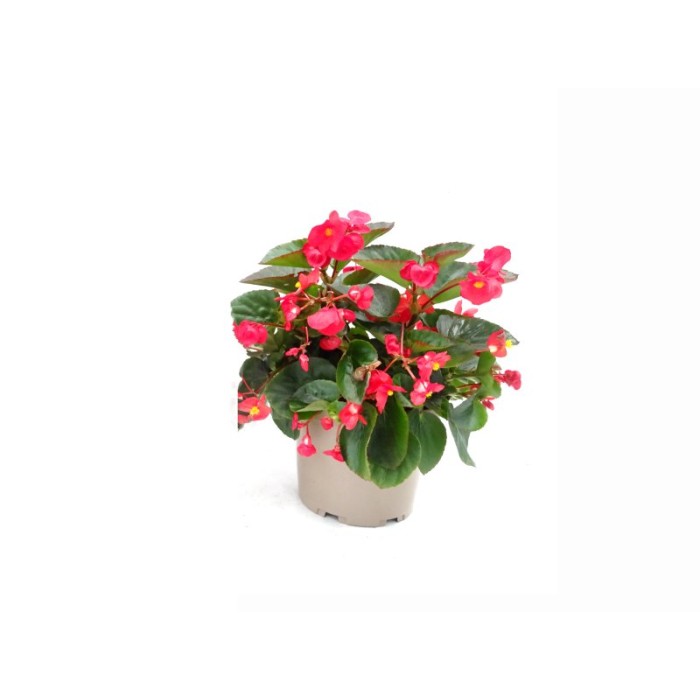 BEGONIA BIG 10L