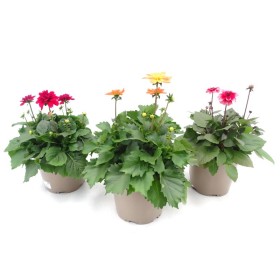DAHLIA COLECCION 10L