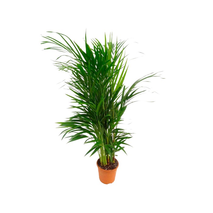ARECA  M17- 85cm