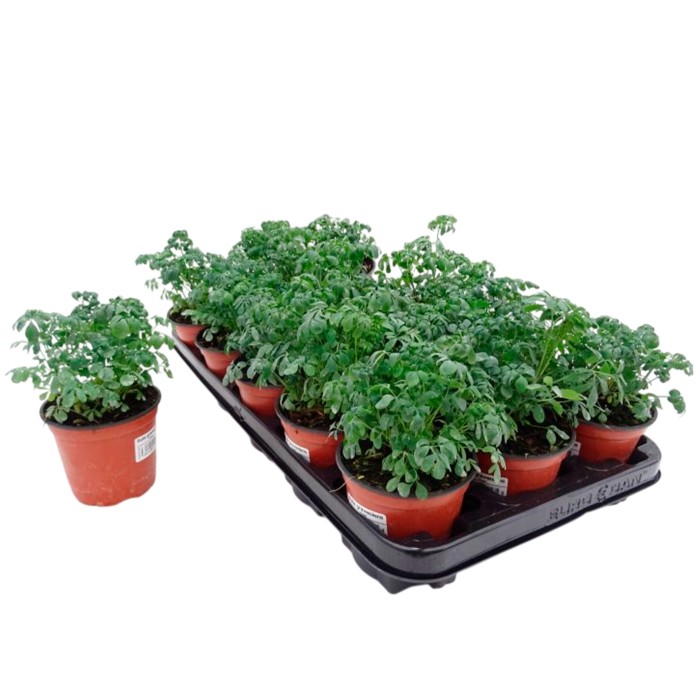 RUDA GRAVEOLENS M11