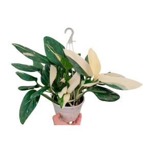 PHILODENDRON  STANDLEYANA ALBO M15