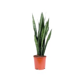 SANSEVIERIA  ZEYLANICA M24- 90-100cm.
