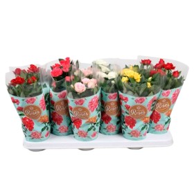 ROSER   MINI  M11 FAVORITE  MIX **Reserves Sant Jordi