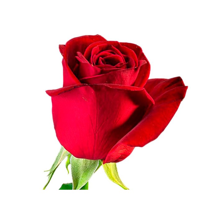 ROSA colombia/equador, 70cm. x25 FREEDOM vermell S.JORDI