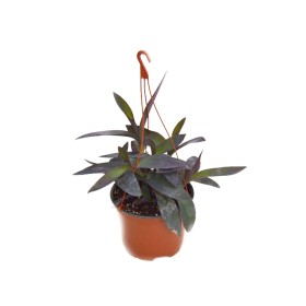 TRADESCANTIA PURPUREA T17