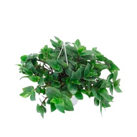 TRADESCANTIA BLUSHING BRIDE T17