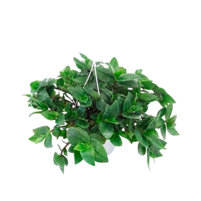 TRADESCANTIA BLUSHING BRIDE T17