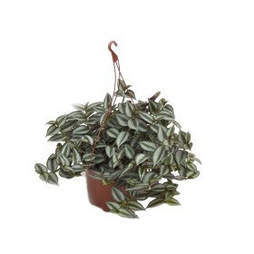 TRADESCANTIA ZEBRINA T17