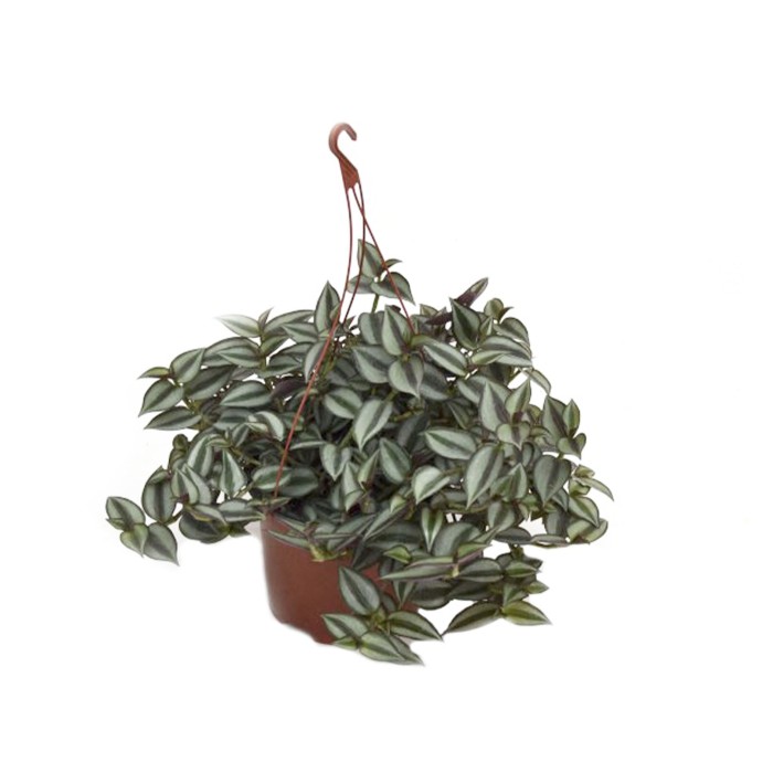 TRADESCANTIA ZEBRINA T17