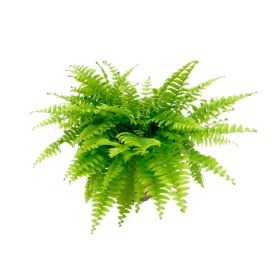 NEPHROLEPIS BOSTON M17