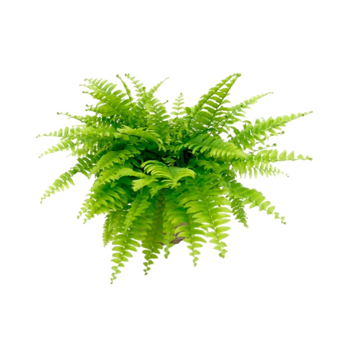 NEPHROLEPIS BOSTON M17