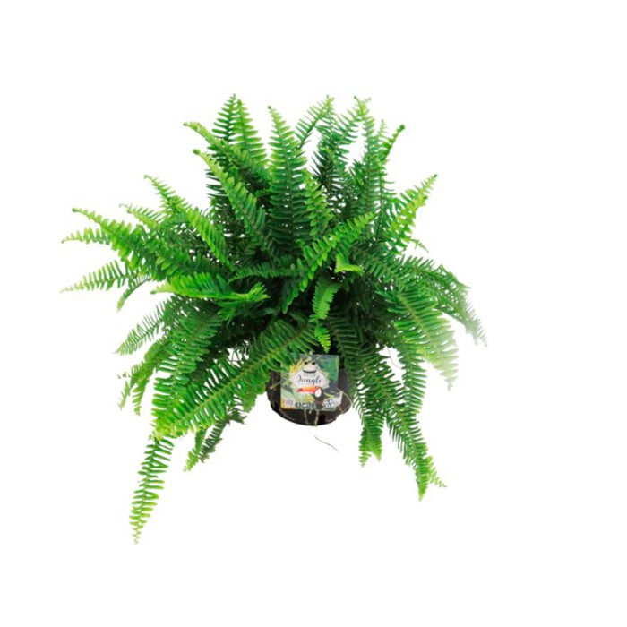 NEPHROLEPIS CORDIFOLIA  5L