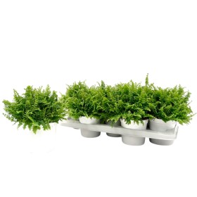 NEPHROLEPIS CORDIFOLIA M13