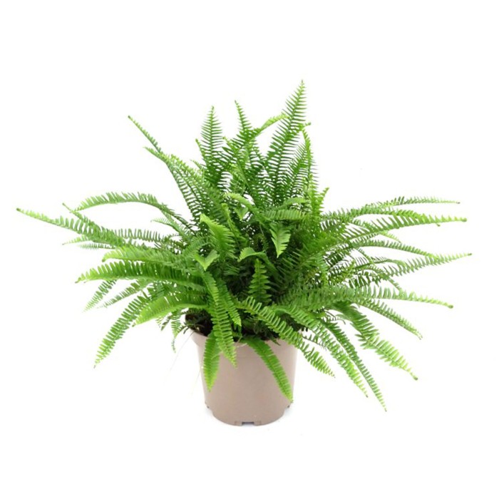 NEPHROLEPIS CORDIFOLIA 10L