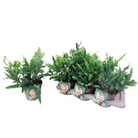 PHLEBODIUM BLUE STAR M17