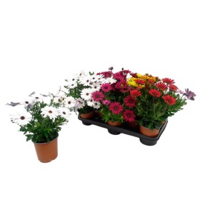 OSTEOSPERMUM ECKLONIS M13