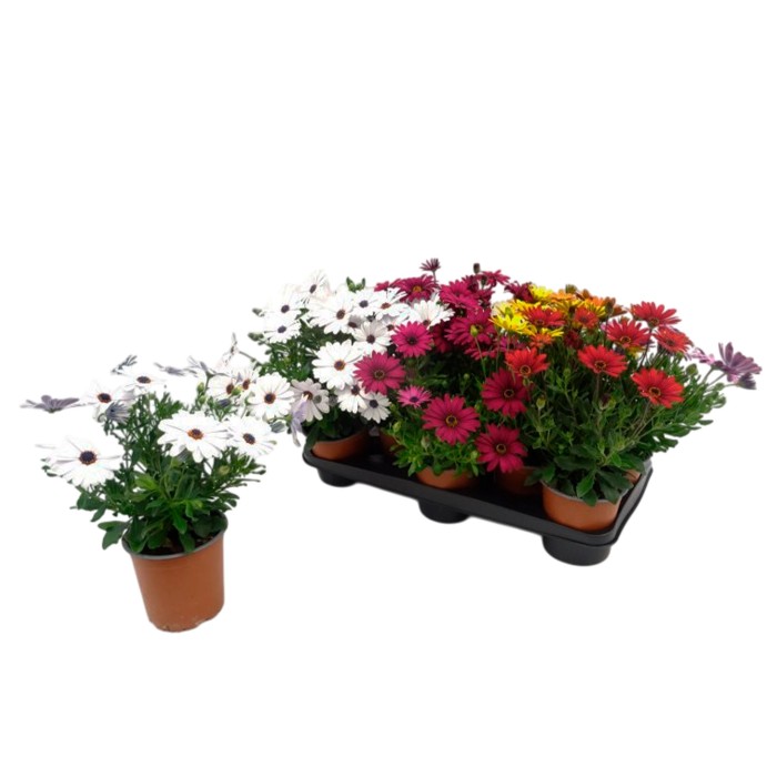 OSTEOSPERMUM ECKLONIS M13