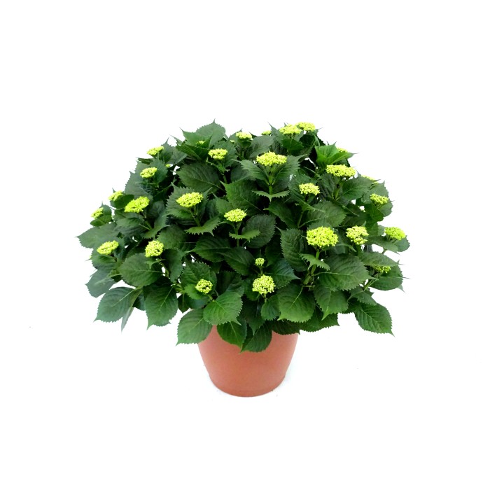 HORTENSIA 25L              