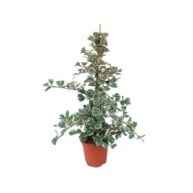 FICUS SWEETHEART M17 tutor