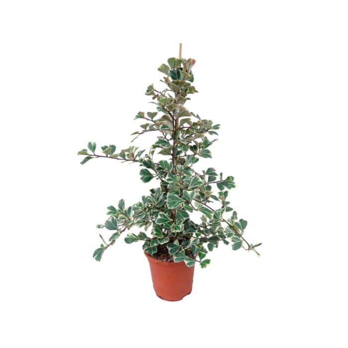 FICUS SWEETHEART M17 tutor