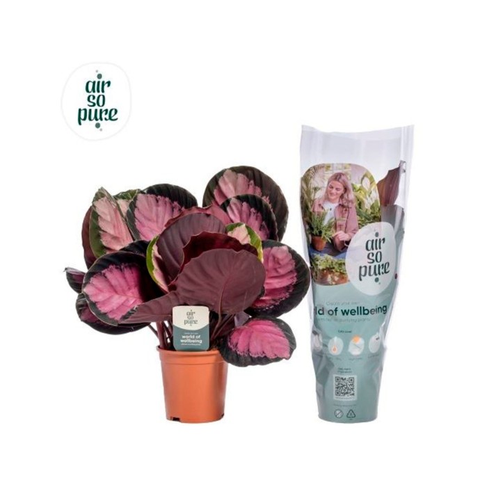 CALATHEA  M14 CRIMSON