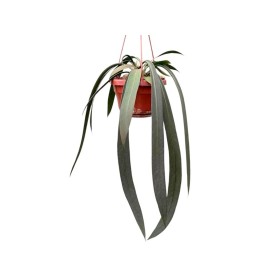 ANTHURIUM  M14 VITTARIFOLIUM  colgador