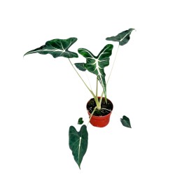 ALOCASIA  M11 Frydek  Tatoo