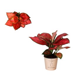 AGLAONEMA  M12 BEAUTY RED