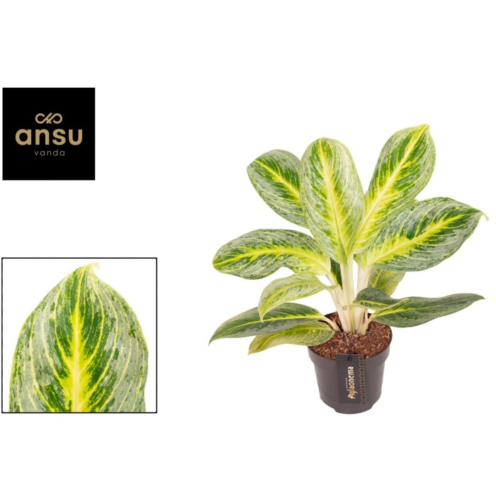 AGLAONEMA  M12 BITTER LEMON