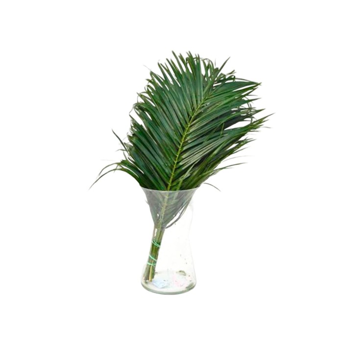 VERDS, ROBELLINI 60cm paq.x10