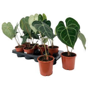 ANTHURIUM  M12 CLARINERVIUM