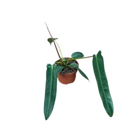 PHILODENDRON  M10.5 SPIRITUS SANCTI