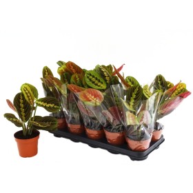 MARANTA TRICOLOR  M11