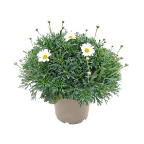 ARGYRANTHEMUM BLANCA M19