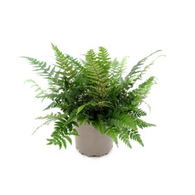 POLYSTICHUM POLYBLEPHARUM M17