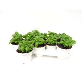 OCIMUM BASILICUM PESTO M13