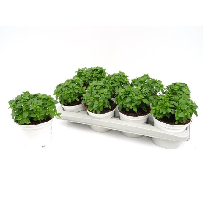 OCIMUM BASILICUM MINIMUM M13