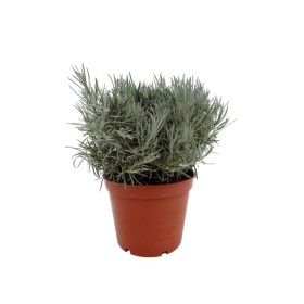 HELICHRYSUM TIASCHANICUM M14 - CURRI