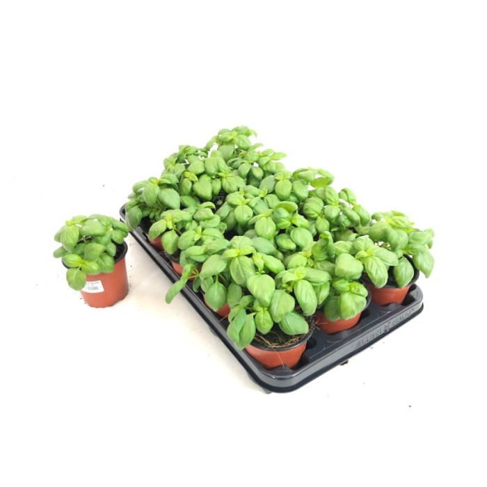 OCIMUM BASILICUM PESTO M11