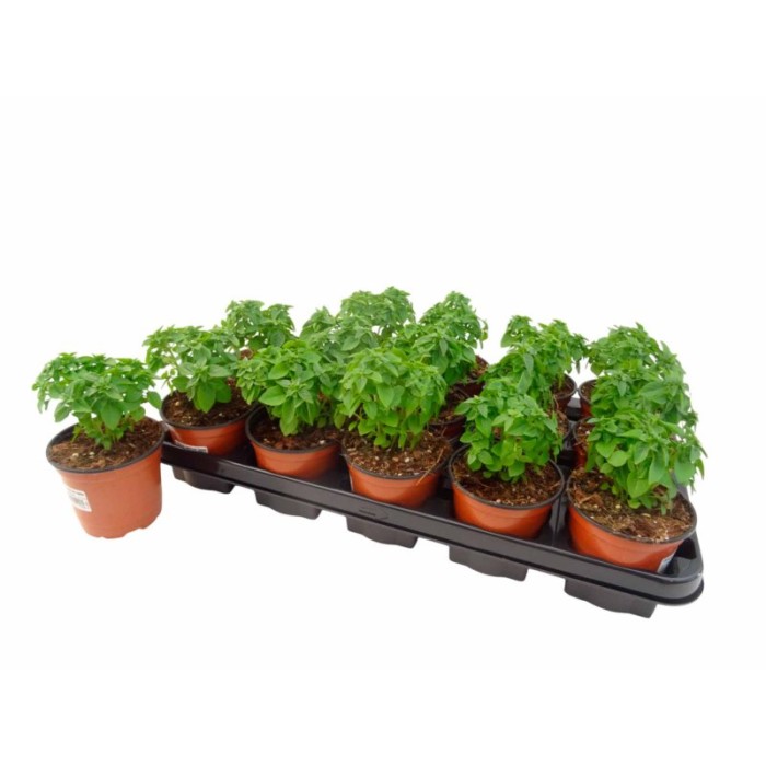 OCIMUM BASILICUM MINIMUM M11 - MOSKITO