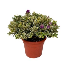 HEBE ANDERSONII VARIEGATA 10L