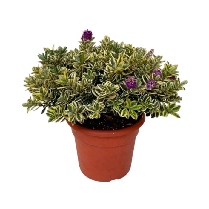 HEBE ANDERSONII VARIEGATA 10L