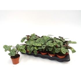 MARANTA AMABILIS M 9