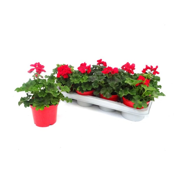 PELARGONIUM CALLIOPE M13