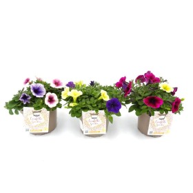 PETUNIA POTUNIA DUO M17