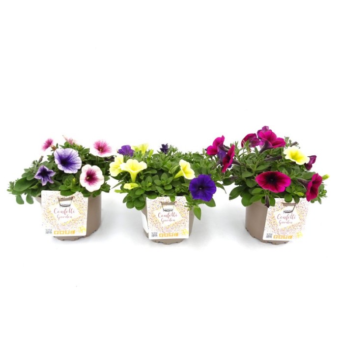 PETUNIA POTUNIA DUO M17