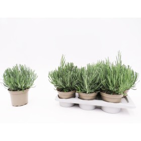 LAVANDULA ANGUSTIFOLIA M17 - TRADICIONAL
