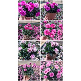 DIANTHUS COL. SELECTA PREMIUM M17